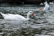 fotowocheokt10-129